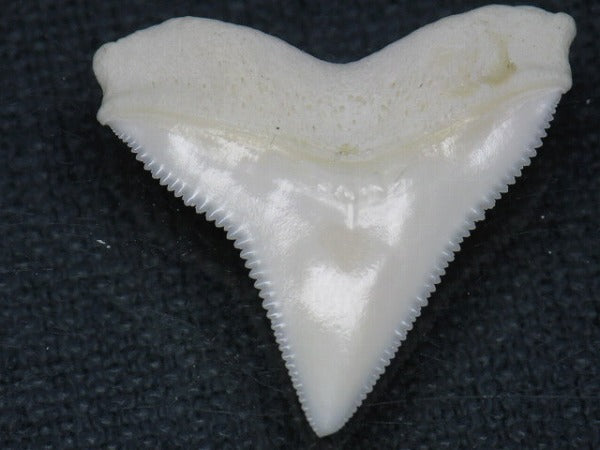 TOKO-BEADS PB015-40 Shark Tooth(Bull Shark L) 27mm PB015-40 サメの歯（オオメジロザメ Ｌ） 27mm Asian bead & African bead  Handmade,Lampeork,bead,asia,india,ethnic,parts,accessory,beads とんぼ玉,ビーズ,トンボ玉,アジア,インド,エスニック,手作り,パーツ,アクセサリー
