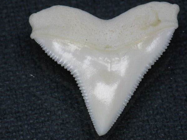 PB015-40サメの歯（オオメジロザメ Ｌ）27mm (5622941712536)