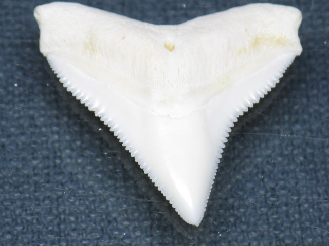 TOKO-BEADS PB015-40 Shark Tooth(Bull Shark L) 27mm PB015-40 サメの歯（オオメジロザメ Ｌ） 27mm Asian bead & African bead  Handmade,Lampeork,bead,asia,india,ethnic,parts,accessory,beads とんぼ玉,ビーズ,トンボ玉,アジア,インド,エスニック,手作り,パーツ,アクセサリー