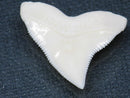 TOKO-BEADS PB015-41 Shark Tooth(Bull Shark L) 27mm PB015-41 サメの歯（オオメジロザメ Ｌ） 27mm Asian bead & African bead  Handmade,Lampeork,bead,asia,india,ethnic,parts,accessory,beads とんぼ玉,ビーズ,トンボ玉,アジア,インド,エスニック,手作り,パーツ,アクセサリー
