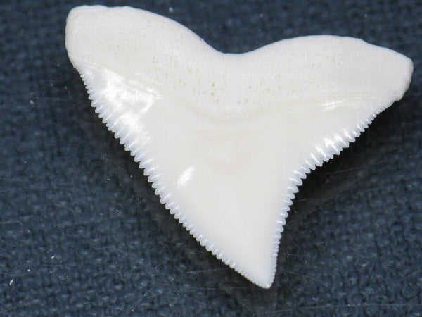 PB015-41サメの歯（オオメジロザメ Ｌ）27mm (5622941810840)