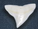 TOKO-BEADS PB015-41 Shark Tooth(Bull Shark L) 27mm PB015-41 サメの歯（オオメジロザメ Ｌ） 27mm Asian bead & African bead  Handmade,Lampeork,bead,asia,india,ethnic,parts,accessory,beads とんぼ玉,ビーズ,トンボ玉,アジア,インド,エスニック,手作り,パーツ,アクセサリー