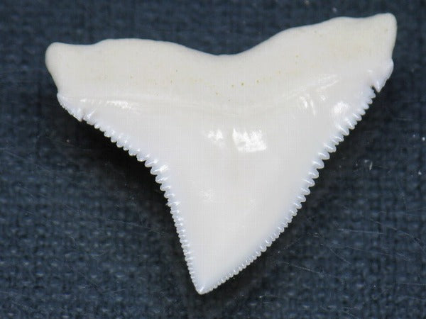 TOKO-BEADS PB015-42 Shark Tooth(Bull Shark L) 27mm PB015-42 サメの歯（オオメジロザメ Ｌ） 27mm Asian bead & African bead  Handmade,Lampeork,bead,asia,india,ethnic,parts,accessory,beads とんぼ玉,ビーズ,トンボ玉,アジア,インド,エスニック,手作り,パーツ,アクセサリー