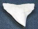 TOKO-BEADS PB015-42 Shark Tooth(Bull Shark L) 27mm PB015-42 サメの歯（オオメジロザメ Ｌ） 27mm Asian bead & African bead  Handmade,Lampeork,bead,asia,india,ethnic,parts,accessory,beads とんぼ玉,ビーズ,トンボ玉,アジア,インド,エスニック,手作り,パーツ,アクセサリー