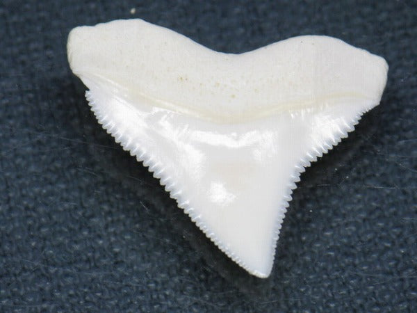 PB015-43サメの歯（オオメジロザメ Ｌ）24mm (5622942072984)