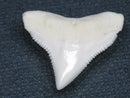 TOKO-BEADS PB015-43 Shark Tooth(Bull Shark L) 24mm PB015-43 サメの歯（オオメジロザメ Ｌ） 24mm Asian bead & African bead  Handmade,Lampeork,bead,asia,india,ethnic,parts,accessory,beads とんぼ玉,ビーズ,トンボ玉,アジア,インド,エスニック,手作り,パーツ,アクセサリー
