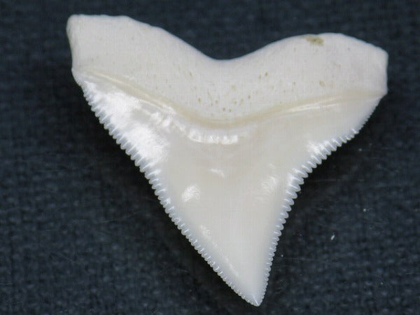 PB015-44サメの歯（オオメジロザメ Ｌ）29mm (5622942204056)