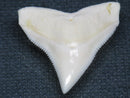 TOKO-BEADS PB015-44 Shark Tooth(Bull Shark L) 29mm PB015-44 サメの歯（オオメジロザメ Ｌ） 29mm Asian bead & African bead  Handmade,Lampeork,bead,asia,india,ethnic,parts,accessory,beads とんぼ玉,ビーズ,トンボ玉,アジア,インド,エスニック,手作り,パーツ,アクセサリー