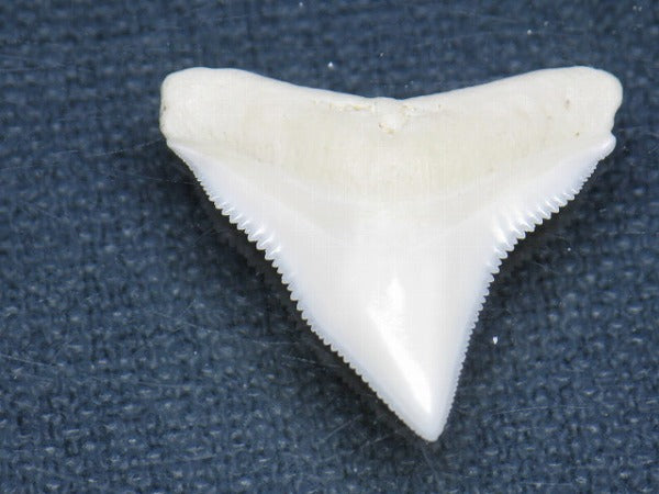 PB015-45サメの歯（オオメジロザメ Ｌ）23mm (5622942335128)
