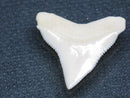 TOKO-BEADS PB015-45 Shark Tooth(Bull Shark L) 23mm PB015-45 サメの歯（オオメジロザメ Ｌ） 23mm Asian bead & African bead  Handmade,Lampeork,bead,asia,india,ethnic,parts,accessory,beads とんぼ玉,ビーズ,トンボ玉,アジア,インド,エスニック,手作り,パーツ,アクセサリー