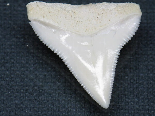 TOKO-BEADS PB015-46 Shark Tooth(Bull Shark L) 28mm PB015-46 サメの歯（オオメジロザメ Ｌ） 28mm Asian bead & African bead  Handmade,Lampeork,bead,asia,india,ethnic,parts,accessory,beads とんぼ玉,ビーズ,トンボ玉,アジア,インド,エスニック,手作り,パーツ,アクセサリー
