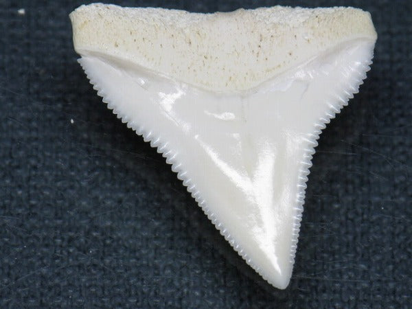 PB015-46サメの歯（オオメジロザメ Ｌ）28mm (5622942466200)