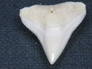 TOKO-BEADS PB015-46 Shark Tooth(Bull Shark L) 28mm PB015-46 サメの歯（オオメジロザメ Ｌ） 28mm Asian bead & African bead  Handmade,Lampeork,bead,asia,india,ethnic,parts,accessory,beads とんぼ玉,ビーズ,トンボ玉,アジア,インド,エスニック,手作り,パーツ,アクセサリー