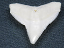 TOKO-BEADS PB015-47 Shark Tooth(Bull Shark L) 27mm PB015-47 サメの歯（オオメジロザメ Ｌ） 27mm Asian bead & African bead  Handmade,Lampeork,bead,asia,india,ethnic,parts,accessory,beads とんぼ玉,ビーズ,トンボ玉,アジア,インド,エスニック,手作り,パーツ,アクセサリー