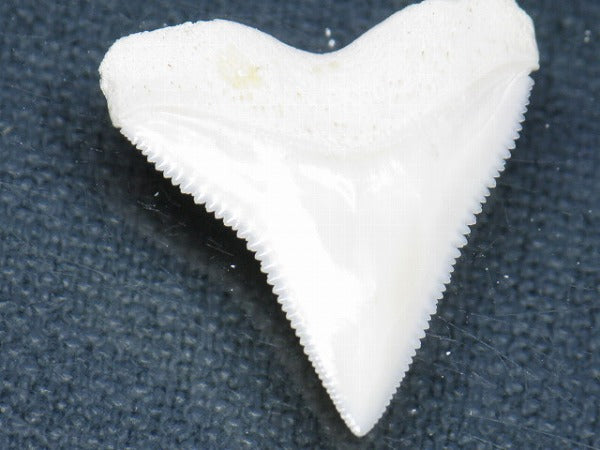 PB015-48サメの歯（オオメジロザメ Ｌ）26mm (5622942761112)