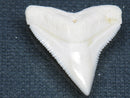 TOKO-BEADS PB015-48 Shark Tooth(Bull Shark L) 26mm PB015-48 サメの歯（オオメジロザメ Ｌ） 26mm Asian bead & African bead  Handmade,Lampeork,bead,asia,india,ethnic,parts,accessory,beads とんぼ玉,ビーズ,トンボ玉,アジア,インド,エスニック,手作り,パーツ,アクセサリー