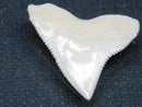 TOKO-BEADS PB015-49 Shark Tooth(Bull Shark L) 27mm PB015-49 サメの歯（オオメジロザメ Ｌ） 27mm Asian bead & African bead  Handmade,Lampeork,bead,asia,india,ethnic,parts,accessory,beads とんぼ玉,ビーズ,トンボ玉,アジア,インド,エスニック,手作り,パーツ,アクセサリー