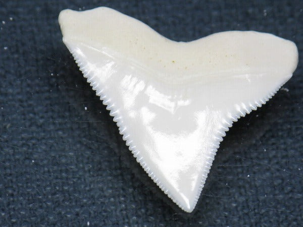 PB015-49サメの歯（オオメジロザメ Ｌ）27mm (5622942892184)