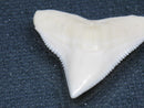 TOKO-BEADS PB015-49 Shark Tooth(Bull Shark L) 27mm PB015-49 サメの歯（オオメジロザメ Ｌ） 27mm Asian bead & African bead  Handmade,Lampeork,bead,asia,india,ethnic,parts,accessory,beads とんぼ玉,ビーズ,トンボ玉,アジア,インド,エスニック,手作り,パーツ,アクセサリー