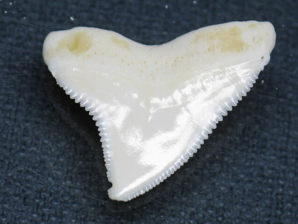 TOKO-BEADS PB015-50 Shark Tooth(Bull Shark L) 25mm PB015-50 サメの歯（オオメジロザメ Ｌ） 25mm Asian bead & African bead  Handmade,Lampeork,bead,asia,india,ethnic,parts,accessory,beads とんぼ玉,ビーズ,トンボ玉,アジア,インド,エスニック,手作り,パーツ,アクセサリー