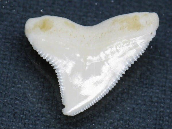 PB015-50サメの歯（オオメジロザメ Ｌ）25mm (5622942990488)