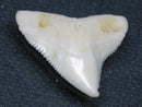 TOKO-BEADS PB015-50 Shark Tooth(Bull Shark L) 25mm PB015-50 サメの歯（オオメジロザメ Ｌ） 25mm Asian bead & African bead  Handmade,Lampeork,bead,asia,india,ethnic,parts,accessory,beads とんぼ玉,ビーズ,トンボ玉,アジア,インド,エスニック,手作り,パーツ,アクセサリー