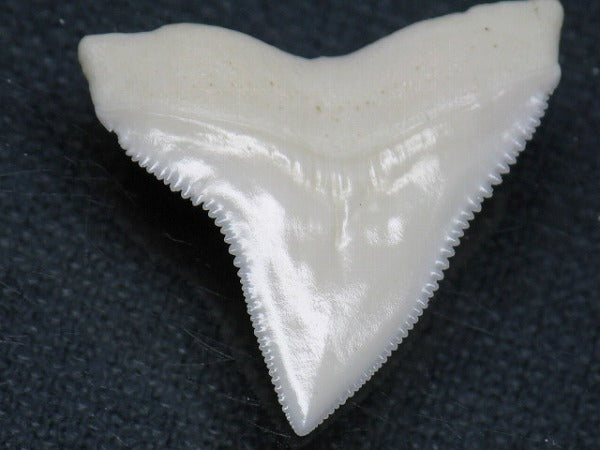 TOKO-BEADS PB015-51 Shark Tooth(Bull Shark L) 28mm PB015-51 サメの歯（オオメジロザメ Ｌ） 28mm Asian bead & African bead  Handmade,Lampeork,bead,asia,india,ethnic,parts,accessory,beads とんぼ玉,ビーズ,トンボ玉,アジア,インド,エスニック,手作り,パーツ,アクセサリー