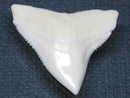 TOKO-BEADS PB015-51 Shark Tooth(Bull Shark L) 28mm PB015-51 サメの歯（オオメジロザメ Ｌ） 28mm Asian bead & African bead  Handmade,Lampeork,bead,asia,india,ethnic,parts,accessory,beads とんぼ玉,ビーズ,トンボ玉,アジア,インド,エスニック,手作り,パーツ,アクセサリー