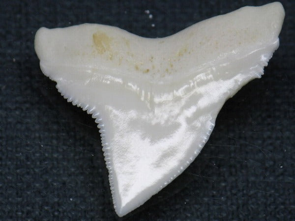 TOKO-BEADS PB015-55 Shark Tooth(Bull Shark L) 29mm PB015-55 サメの歯（オオメジロザメ Ｌ） 29mm Asian bead & African bead  Handmade,Lampeork,bead,asia,india,ethnic,parts,accessory,beads とんぼ玉,ビーズ,トンボ玉,アジア,インド,エスニック,手作り,パーツ,アクセサリー