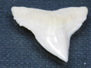 TOKO-BEADS PB015-55 Shark Tooth(Bull Shark L) 29mm PB015-55 サメの歯（オオメジロザメ Ｌ） 29mm Asian bead & African bead  Handmade,Lampeork,bead,asia,india,ethnic,parts,accessory,beads とんぼ玉,ビーズ,トンボ玉,アジア,インド,エスニック,手作り,パーツ,アクセサリー