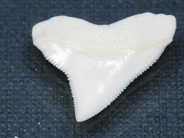 TOKO-BEADS PB015-59 Shark Tooth(Bull Shark L) 27mm PB015-59 サメの歯（オオメジロザメ Ｌ） 27mm Asian bead & African bead  Handmade,Lampeork,bead,asia,india,ethnic,parts,accessory,beads とんぼ玉,ビーズ,トンボ玉,アジア,インド,エスニック,手作り,パーツ,アクセサリー