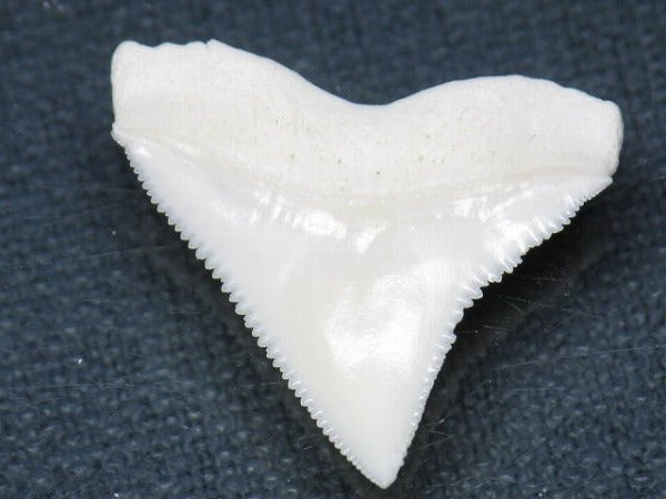 PB015-60サメの歯（オオメジロザメ Ｌ）29mm (5622943514776)