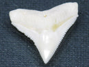 TOKO-BEADS PB015-60 Shark Tooth(Bull Shark L) 29mm PB015-60 サメの歯（オオメジロザメ Ｌ） 29mm Asian bead & African bead  Handmade,Lampeork,bead,asia,india,ethnic,parts,accessory,beads とんぼ玉,ビーズ,トンボ玉,アジア,インド,エスニック,手作り,パーツ,アクセサリー