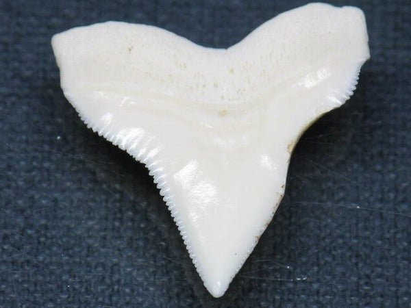 PB015-61サメの歯（オオメジロザメ Ｌ）26mm (5622943645848)