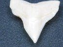 TOKO-BEADS PB015-61 Shark Tooth(Bull Shark L) 26mm PB015-61 サメの歯（オオメジロザメ Ｌ） 26mm Asian bead & African bead  Handmade,Lampeork,bead,asia,india,ethnic,parts,accessory,beads とんぼ玉,ビーズ,トンボ玉,アジア,インド,エスニック,手作り,パーツ,アクセサリー