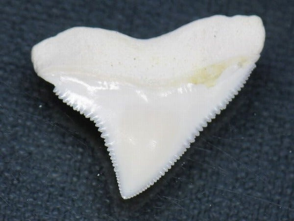 TOKO-BEADS PB015-62 Shark Tooth(Bull Shark L) 24mm PB015-62 サメの歯（オオメジロザメ Ｌ） 24mm Asian bead & African bead  Handmade,Lampeork,bead,asia,india,ethnic,parts,accessory,beads とんぼ玉,ビーズ,トンボ玉,アジア,インド,エスニック,手作り,パーツ,アクセサリー