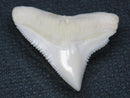TOKO-BEADS PB015-62 Shark Tooth(Bull Shark L) 24mm PB015-62 サメの歯（オオメジロザメ Ｌ） 24mm Asian bead & African bead  Handmade,Lampeork,bead,asia,india,ethnic,parts,accessory,beads とんぼ玉,ビーズ,トンボ玉,アジア,インド,エスニック,手作り,パーツ,アクセサリー