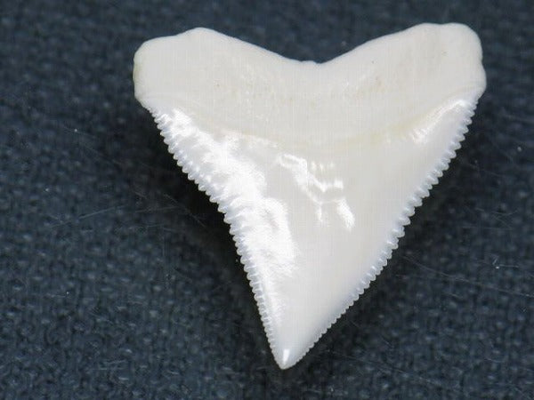 TOKO-BEADS PB015-63 Shark Tooth(Bull Shark L) 27mm PB015-63 サメの歯（オオメジロザメ Ｌ） 27mm Asian bead & African bead  Handmade,Lampeork,bead,asia,india,ethnic,parts,accessory,beads とんぼ玉,ビーズ,トンボ玉,アジア,インド,エスニック,手作り,パーツ,アクセサリー