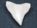 TOKO-BEADS PB015-63 Shark Tooth(Bull Shark L) 27mm PB015-63 サメの歯（オオメジロザメ Ｌ） 27mm Asian bead & African bead  Handmade,Lampeork,bead,asia,india,ethnic,parts,accessory,beads とんぼ玉,ビーズ,トンボ玉,アジア,インド,エスニック,手作り,パーツ,アクセサリー