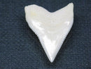 TOKO-BEADS PB015-64 Shark Tooth(Bull Shark L) 25mm PB015-64 サメの歯（オオメジロザメ Ｌ） 25mm Asian bead & African bead  Handmade,Lampeork,bead,asia,india,ethnic,parts,accessory,beads とんぼ玉,ビーズ,トンボ玉,アジア,インド,エスニック,手作り,パーツ,アクセサリー