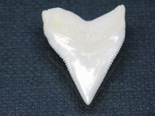 PB015-64サメの歯（オオメジロザメ Ｌ）25mm (5622944071832)