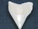 TOKO-BEADS PB015-64 Shark Tooth(Bull Shark L) 25mm PB015-64 サメの歯（オオメジロザメ Ｌ） 25mm Asian bead & African bead  Handmade,Lampeork,bead,asia,india,ethnic,parts,accessory,beads とんぼ玉,ビーズ,トンボ玉,アジア,インド,エスニック,手作り,パーツ,アクセサリー