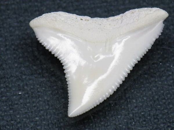 PB015-65サメの歯（オオメジロザメ Ｌ）24mm (5622944170136)