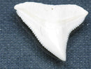 TOKO-BEADS PB015-65 Shark Tooth(Bull Shark L) 24mm PB015-65 サメの歯（オオメジロザメ Ｌ） 24mm Asian bead & African bead  Handmade,Lampeork,bead,asia,india,ethnic,parts,accessory,beads とんぼ玉,ビーズ,トンボ玉,アジア,インド,エスニック,手作り,パーツ,アクセサリー