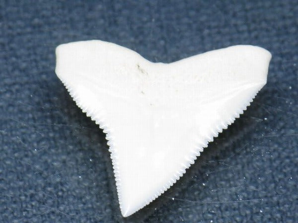 TOKO-BEADS PB015-66 Shark Tooth(Bull Shark L) 26mm PB015-66 サメの歯（オオメジロザメ Ｌ） 26mm Asian bead & African bead  Handmade,Lampeork,bead,asia,india,ethnic,parts,accessory,beads とんぼ玉,ビーズ,トンボ玉,アジア,インド,エスニック,手作り,パーツ,アクセサリー