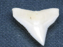 TOKO-BEADS PB015-66 Shark Tooth(Bull Shark L) 26mm PB015-66 サメの歯（オオメジロザメ Ｌ） 26mm Asian bead & African bead  Handmade,Lampeork,bead,asia,india,ethnic,parts,accessory,beads とんぼ玉,ビーズ,トンボ玉,アジア,インド,エスニック,手作り,パーツ,アクセサリー