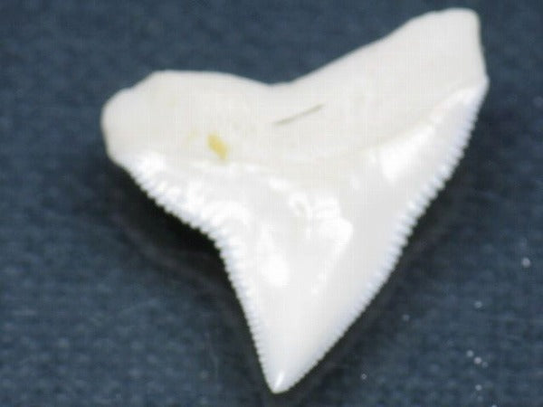 PB015-67サメの歯（オオメジロザメ Ｌ）25mm (5622944399512)