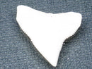 TOKO-BEADS PB015-67 Shark Tooth(Bull Shark L) 25mm PB015-67 サメの歯（オオメジロザメ Ｌ） 25mm Asian bead & African bead  Handmade,Lampeork,bead,asia,india,ethnic,parts,accessory,beads とんぼ玉,ビーズ,トンボ玉,アジア,インド,エスニック,手作り,パーツ,アクセサリー