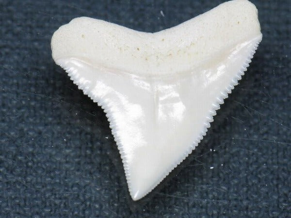 TOKO-BEADS PB015-68 Shark Tooth(Bull Shark L) 25mm PB015-68 サメの歯（オオメジロザメ Ｌ） 25mm Asian bead & African bead  Handmade,Lampeork,bead,asia,india,ethnic,parts,accessory,beads とんぼ玉,ビーズ,トンボ玉,アジア,インド,エスニック,手作り,パーツ,アクセサリー