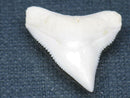 TOKO-BEADS PB015-68 Shark Tooth(Bull Shark L) 25mm PB015-68 サメの歯（オオメジロザメ Ｌ） 25mm Asian bead & African bead  Handmade,Lampeork,bead,asia,india,ethnic,parts,accessory,beads とんぼ玉,ビーズ,トンボ玉,アジア,インド,エスニック,手作り,パーツ,アクセサリー